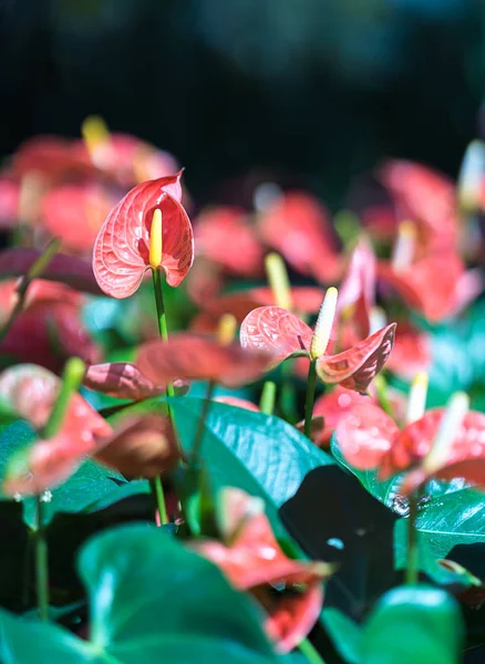 Close up de flores de antúrio — Fotografia de Stock
