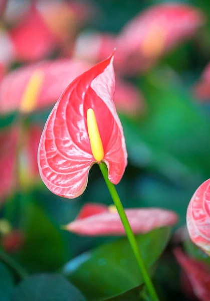 Close up de flores de antúrio — Fotografia de Stock