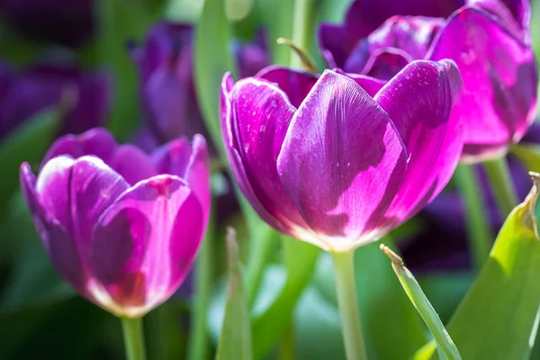 Tulipes violettes dans le jardin — Photo