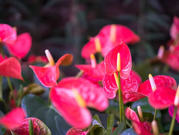 Close up of anthurium flowers — Stock Photo, Image