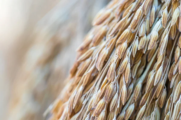 Droge paddy rijst zaden — Stockfoto