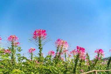 Pembe ve Beyaz örümcek çiçek Ajan mavi gökyüzü