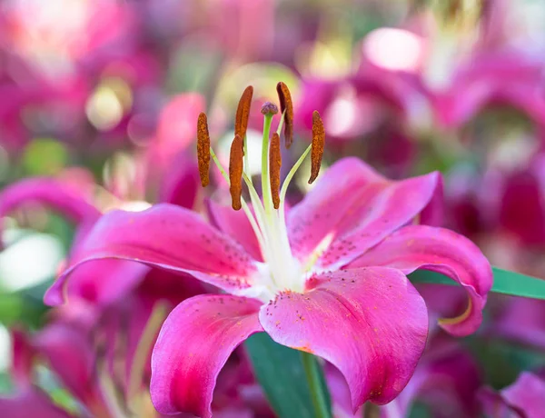 Розовый цветок лилии в саду — стоковое фото