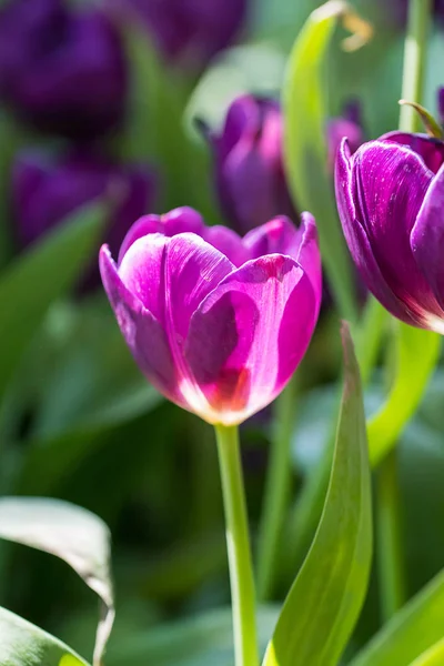 Tulipes violettes dans le jardin — Photo