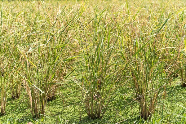 Campos de arroz no trópico — Fotografia de Stock