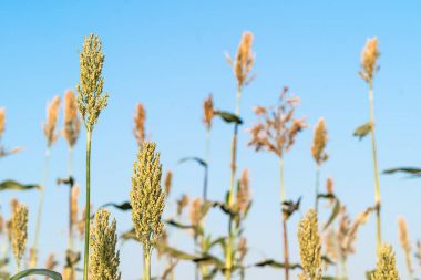 Sorgum alan Ajan mavi gökyüzünde