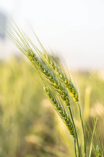大麦籽粒耐寒谷物在田间生长 — 图库照片