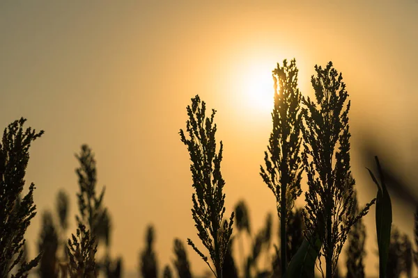 Close up Sorghum in field agent sunset — Stock Photo, Image