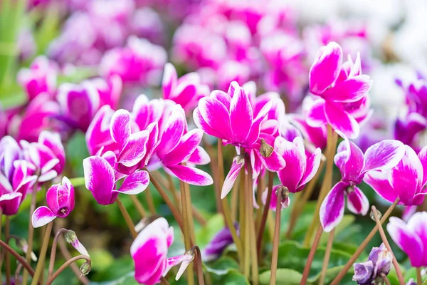 Pink cyclamen flowers  in garden — Stock Photo, Image