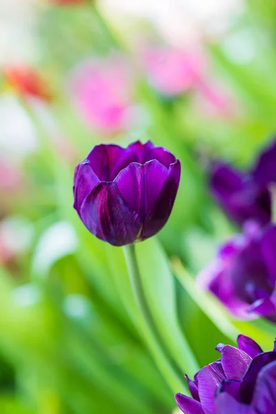 Purple tulips in the garden — Stock Photo, Image