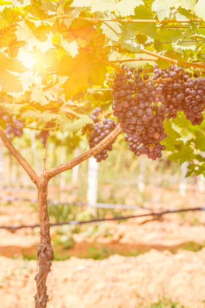 Red grapes in the vineyard ready for harvest — Stock Photo, Image