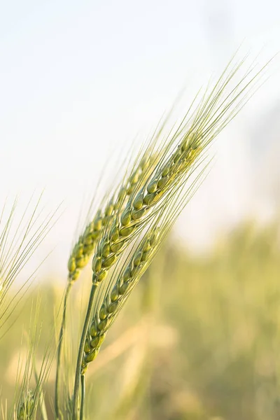 Grão de cevada cereais resistentes que crescem no campo — Fotografia de Stock