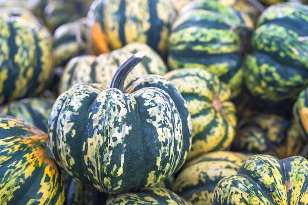 Bunch of green pumpkins for sale — Stock Photo, Image