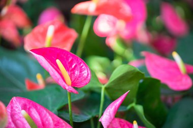 Anthurium çiçekleri yakın çekim