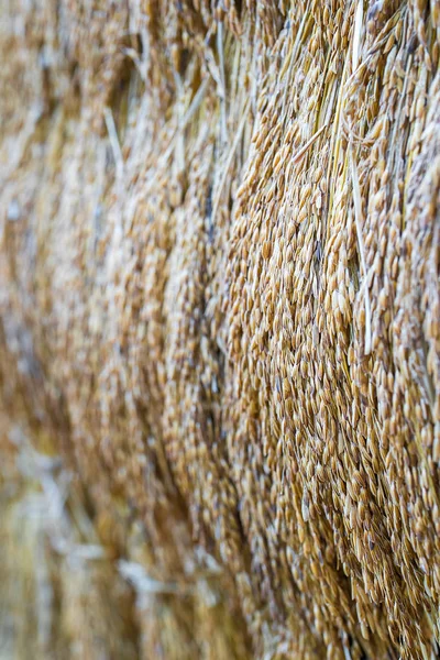 Kuru çeltik pirinç tohumu — Stok fotoğraf