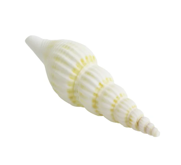 Marine sea shell isolated on white — Stock Photo, Image