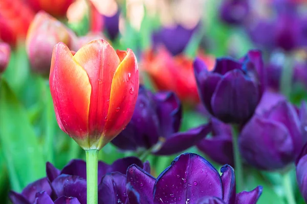 Tulipes rouges et violettes dans le jardin — Photo