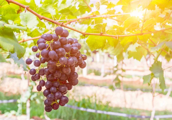 Red grapes in the vineyard ready for harvest — Stock Photo, Image
