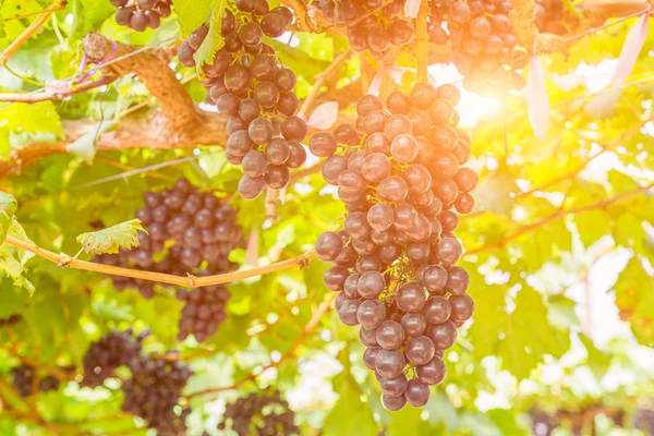 Red grapes in the vineyard ready for harvest — Stock Photo, Image