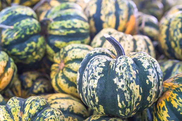 Bunch of green pumpkins for sale — Stock Photo, Image