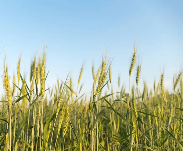 Зображення кукурудзи ячменю, що росте в полі — стокове фото