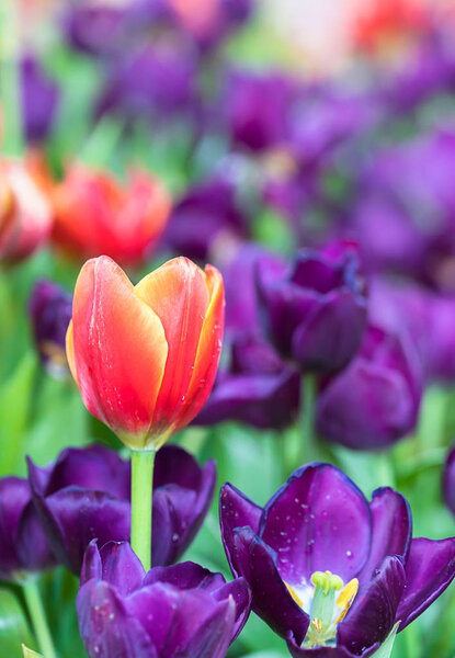 Red and purple tulips in the garden