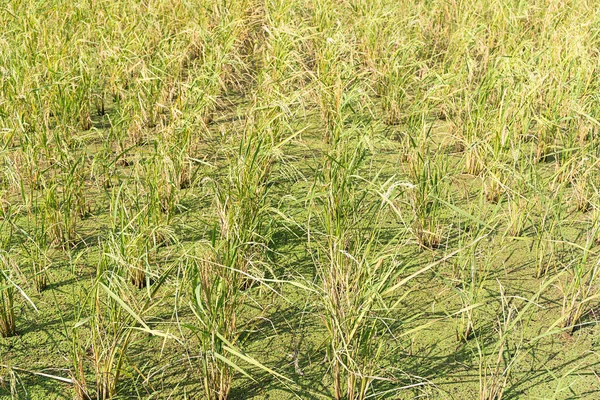 Рисовые поля в тропиках — стоковое фото