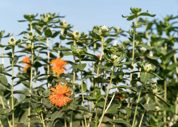 Aspir çiçeklenmeye başladı