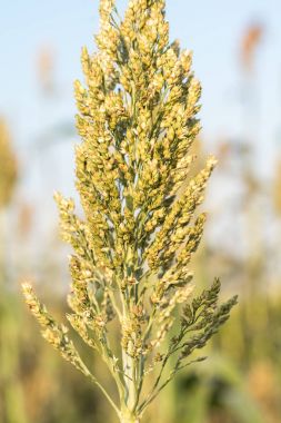 Darı veya alandaki sorgum kapatın 