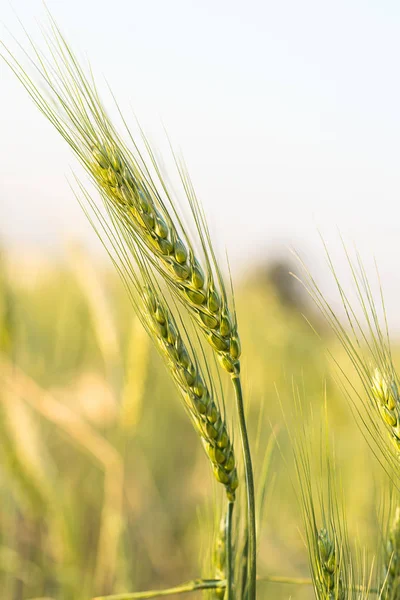 大麦籽粒耐寒谷物在田间生长 — 图库照片