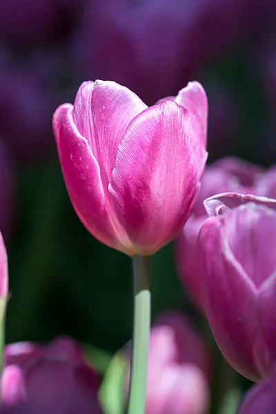 Rózsaszín tulipán a kertben — Stock Fotó