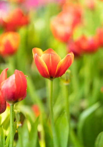 Red tulips in the garden — Stock Photo, Image