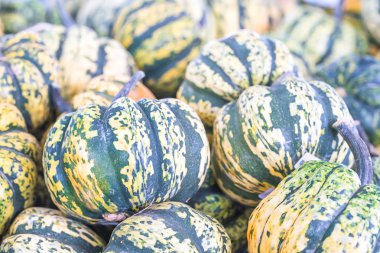 Satılık yeşil kabak demet