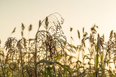 Sorgum kadar alan Ajan günbatımında kapatın