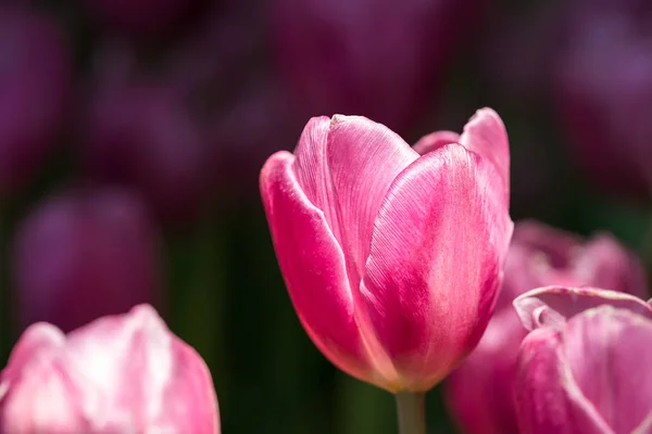 Tulipes roses dans le jardin — Photo