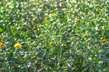 Aspir bahçede çiçeklenmeye başladı