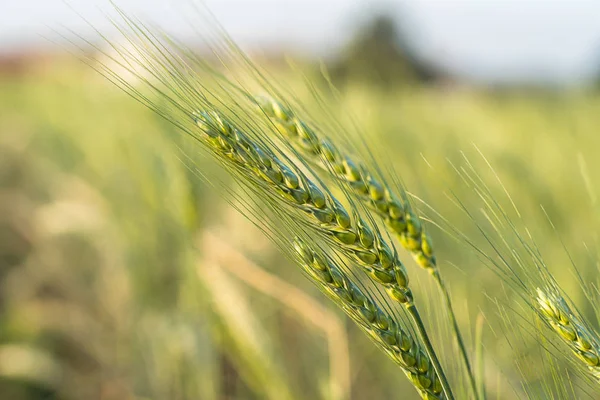 Grão de cevada cereais resistentes que crescem no campo — Fotografia de Stock