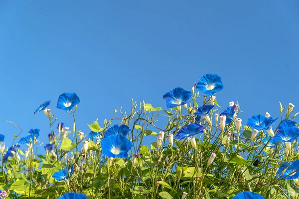 Gloria matutina agente de flores cielo azul — Foto de Stock