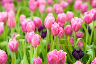 Bahçede pembe laleler