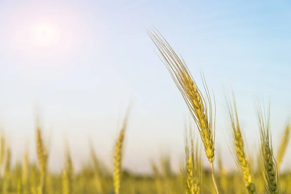 Image rapprochée de grains d'orge poussant dans un champ — Photo