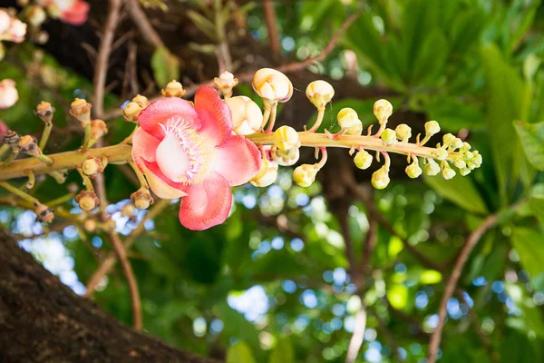 Dělová koule květ (Couroupita guianensis}) na stromě — Stock fotografie