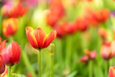 Bahçedeki kırmızı laleler