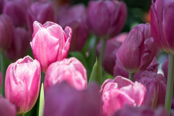 Tulipes roses dans le jardin — Photo