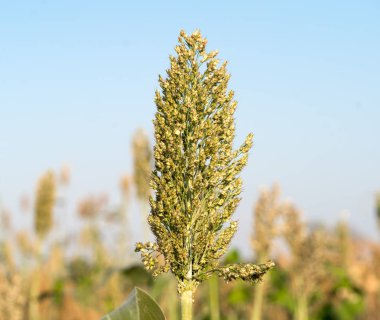 Sorgum veya darı Ajan mavi gökyüzü
