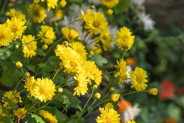 Flores de crisântemo florescem no jardim — Fotografia de Stock