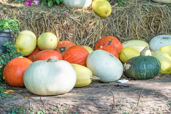 Bunch of pumpkins for sale — Stock Photo, Image