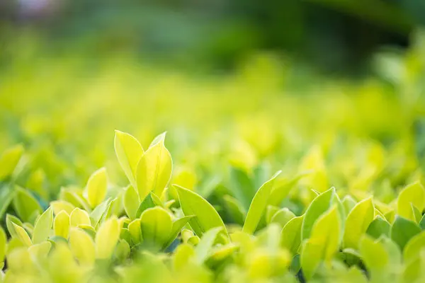 Chiudi foglia verde in piantagione — Foto Stock