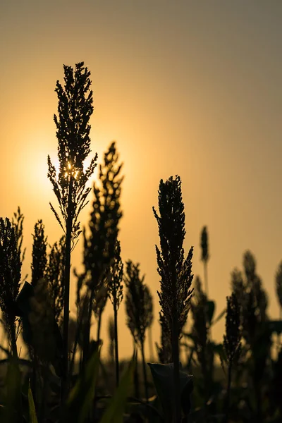 Närbild av Sorghum i fältet agent sunset — Stockfoto