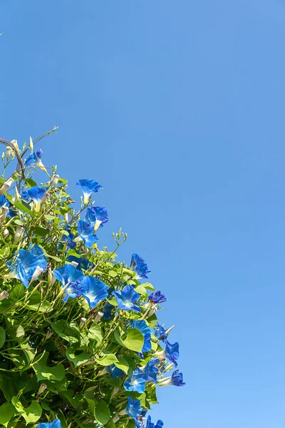 Morning glory flower agent blue sky