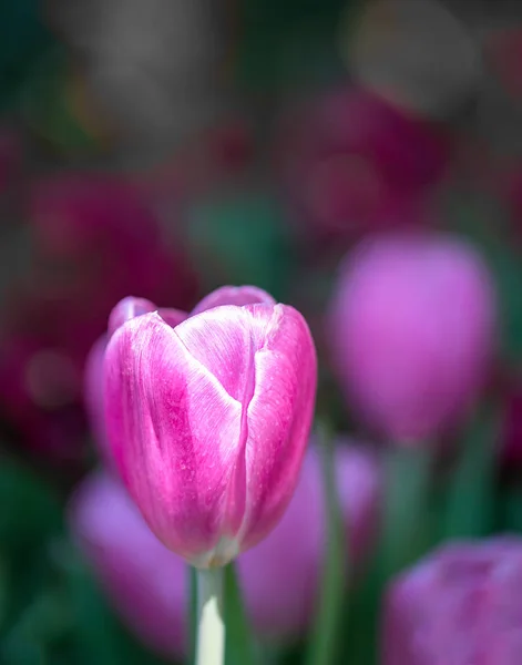 Tulipes violettes dans le jardin — Photo